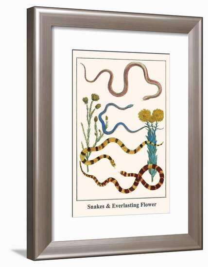 Snakes and Everlasting Flower-Albertus Seba-Framed Art Print