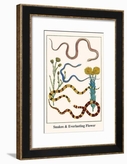 Snakes and Everlasting Flower-Albertus Seba-Framed Art Print