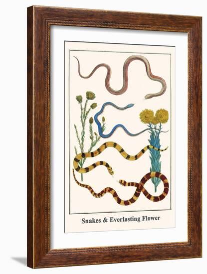 Snakes and Everlasting Flower-Albertus Seba-Framed Art Print