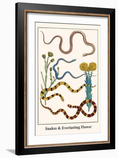 Snakes and Everlasting Flower-Albertus Seba-Framed Art Print