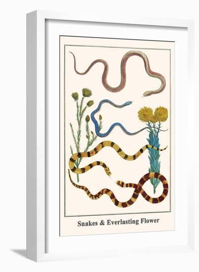 Snakes and Everlasting Flower-Albertus Seba-Framed Art Print