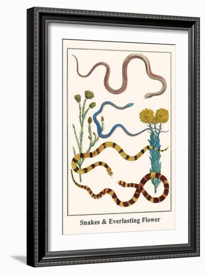 Snakes and Everlasting Flower-Albertus Seba-Framed Art Print