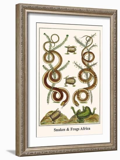 Snakes and Frogs Africa-Albertus Seba-Framed Art Print