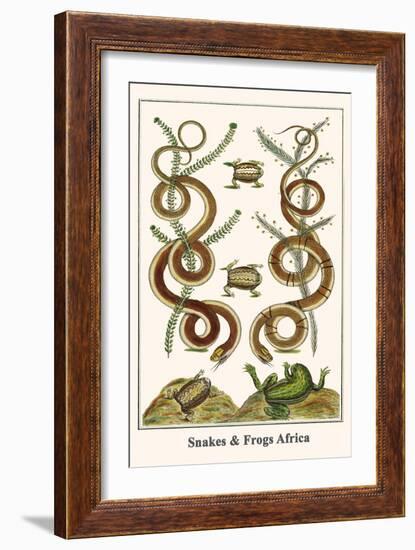 Snakes and Frogs Africa-Albertus Seba-Framed Art Print