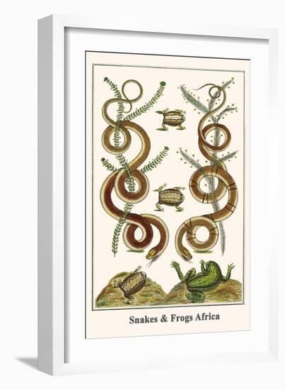 Snakes and Frogs Africa-Albertus Seba-Framed Art Print