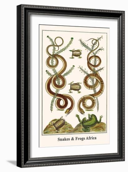 Snakes and Frogs Africa-Albertus Seba-Framed Art Print