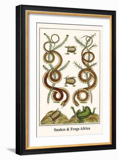 Snakes and Frogs Africa-Albertus Seba-Framed Art Print