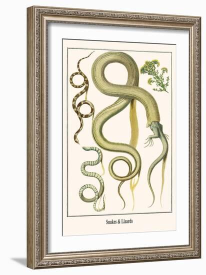 Snakes and Lizards-Albertus Seba-Framed Art Print