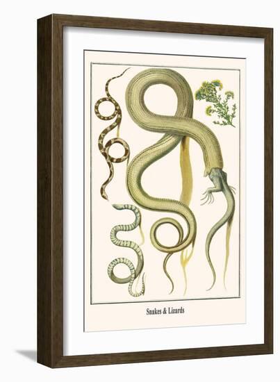 Snakes and Lizards-Albertus Seba-Framed Art Print