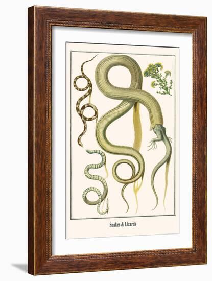 Snakes and Lizards-Albertus Seba-Framed Art Print