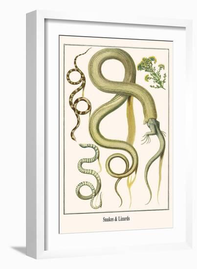 Snakes and Lizards-Albertus Seba-Framed Art Print