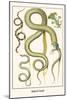Snakes and Lizards-Albertus Seba-Mounted Art Print