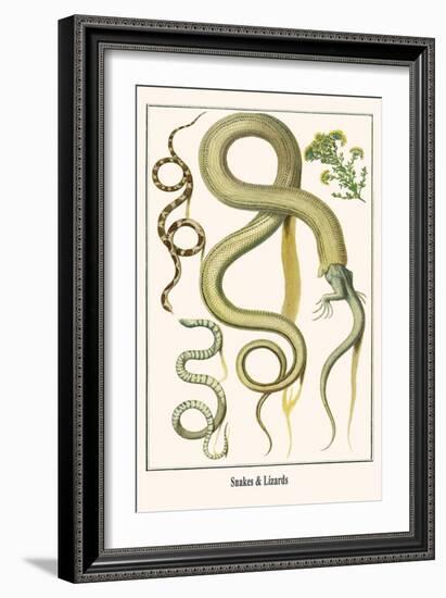 Snakes and Lizards-Albertus Seba-Framed Art Print