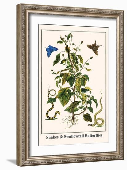 Snakes and Swallowtail Butterflies-Albertus Seba-Framed Art Print