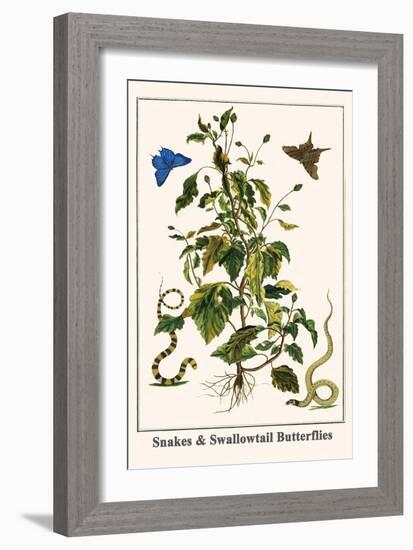 Snakes and Swallowtail Butterflies-Albertus Seba-Framed Art Print