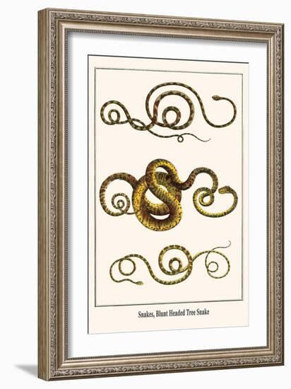 Snakes, Blunt Headed Tree Snake-Albertus Seba-Framed Art Print