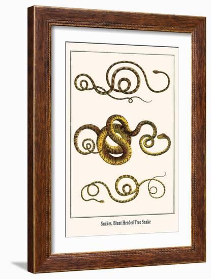 Snakes, Blunt Headed Tree Snake-Albertus Seba-Framed Art Print