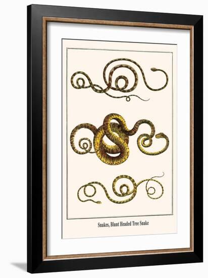 Snakes, Blunt Headed Tree Snake-Albertus Seba-Framed Art Print