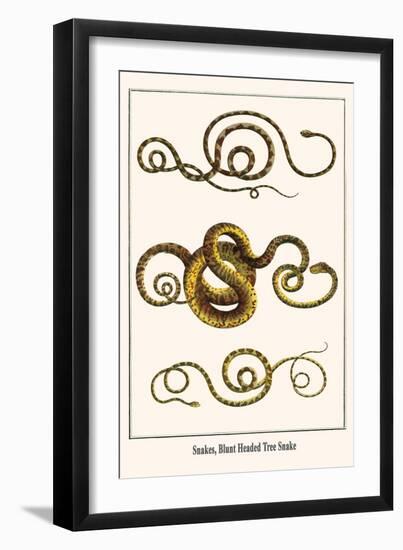 Snakes, Blunt Headed Tree Snake-Albertus Seba-Framed Art Print