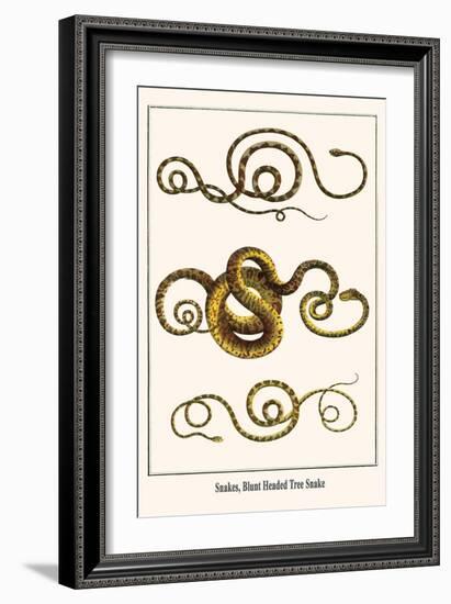 Snakes, Blunt Headed Tree Snake-Albertus Seba-Framed Art Print