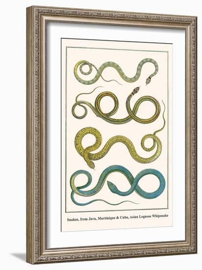 Snakes, from Java, Martinique and Cuba, Asian Lognose Whipsnake-Albertus Seba-Framed Art Print