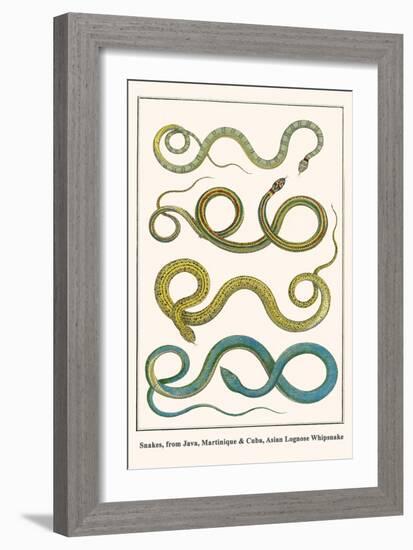 Snakes, from Java, Martinique and Cuba, Asian Lognose Whipsnake-Albertus Seba-Framed Art Print