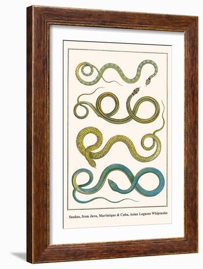 Snakes, from Java, Martinique and Cuba, Asian Lognose Whipsnake-Albertus Seba-Framed Art Print