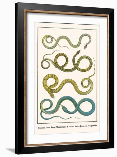 Snakes, from Java, Martinique and Cuba, Asian Lognose Whipsnake-Albertus Seba-Framed Art Print