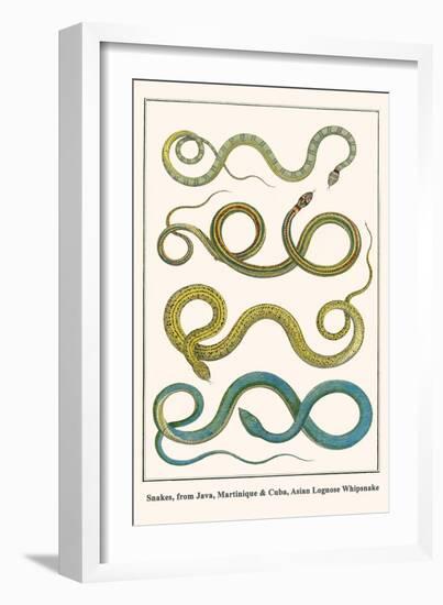 Snakes, from Java, Martinique and Cuba, Asian Lognose Whipsnake-Albertus Seba-Framed Art Print