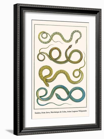 Snakes, from Java, Martinique and Cuba, Asian Lognose Whipsnake-Albertus Seba-Framed Art Print