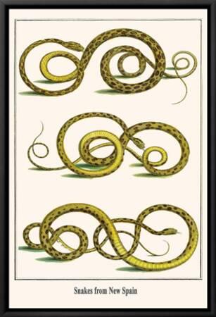 Snakes From New Spain Art Print Albertus Seba Art Com