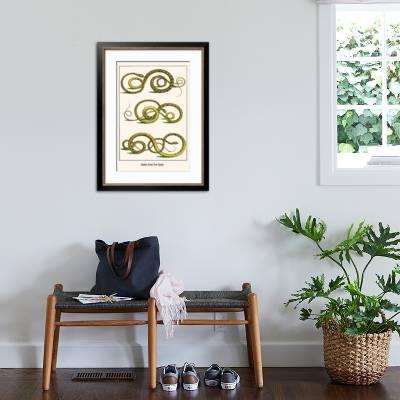 Snakes From New Spain Art Print Albertus Seba Art Com
