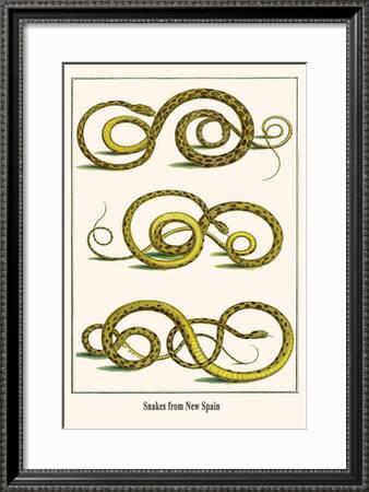 Snakes From New Spain Art Print Albertus Seba Art Com