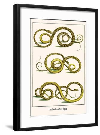 Snakes From New Spain Art Print Albertus Seba Art Com