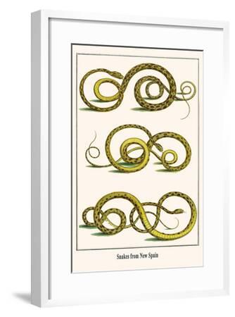 Snakes From New Spain Art Print Albertus Seba Art Com