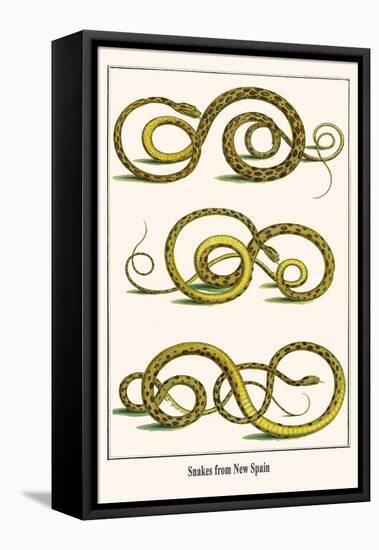 Snakes from New Spain-Albertus Seba-Framed Stretched Canvas