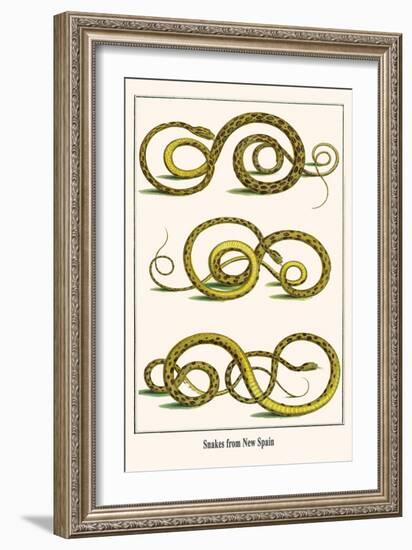 Snakes from New Spain-Albertus Seba-Framed Art Print