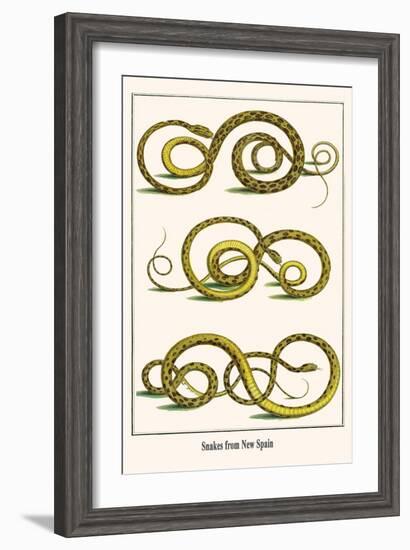 Snakes from New Spain-Albertus Seba-Framed Art Print