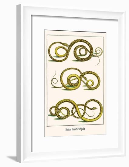 Snakes from New Spain-Albertus Seba-Framed Art Print