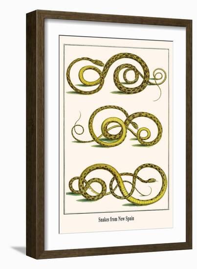 Snakes from New Spain-Albertus Seba-Framed Art Print