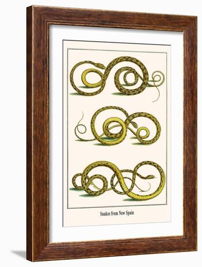 Snakes from New Spain-Albertus Seba-Framed Art Print