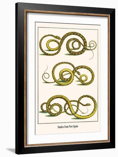 Snakes from New Spain-Albertus Seba-Framed Art Print