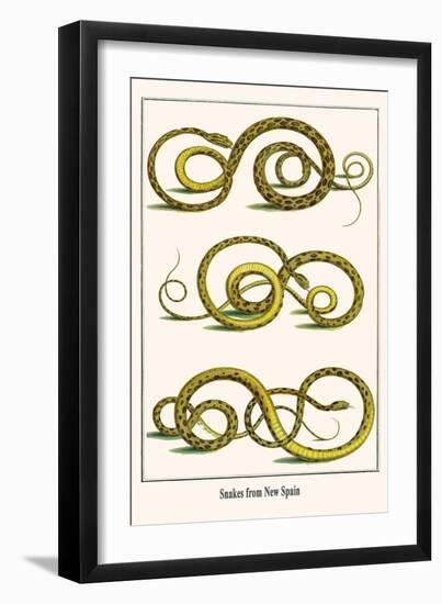 Snakes from New Spain-Albertus Seba-Framed Art Print