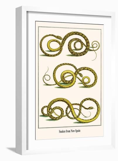 Snakes from New Spain-Albertus Seba-Framed Art Print