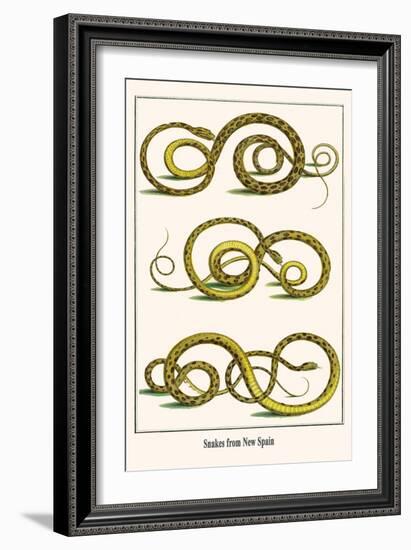 Snakes from New Spain-Albertus Seba-Framed Art Print