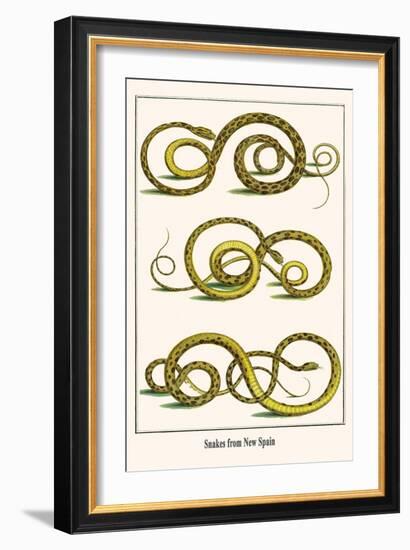 Snakes from New Spain-Albertus Seba-Framed Art Print