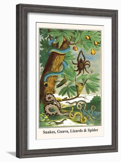 Snakes, Guava, Lizards and Spider-Albertus Seba-Framed Art Print