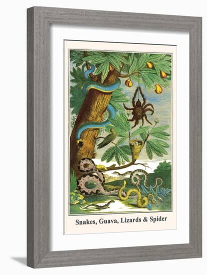 Snakes, Guava, Lizards and Spider-Albertus Seba-Framed Art Print