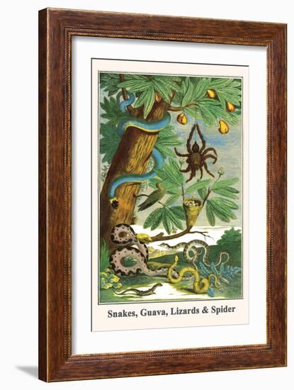 Snakes, Guava, Lizards and Spider-Albertus Seba-Framed Art Print