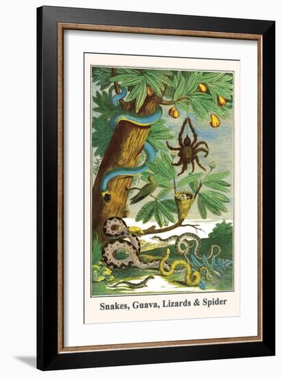 Snakes, Guava, Lizards and Spider-Albertus Seba-Framed Art Print